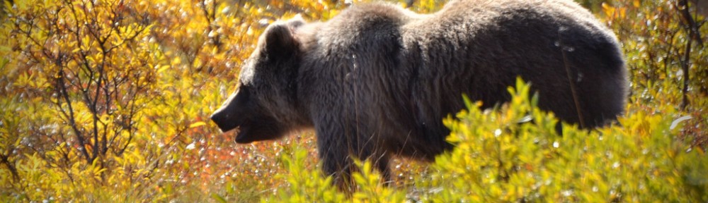 grizzly-bear-denali-park-alaska-by-barbara-miers