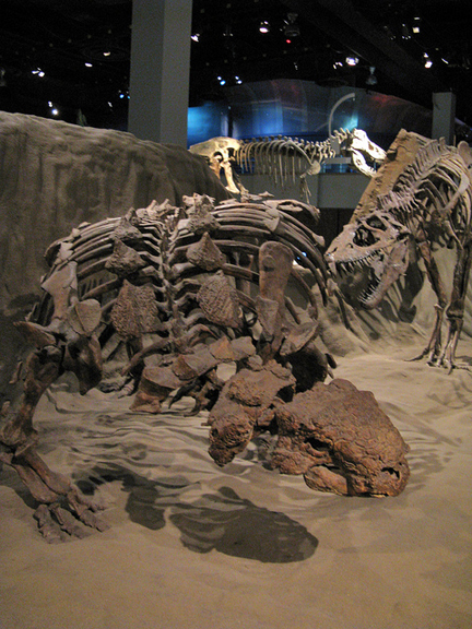 Royal Tyrrell Museum ankylosaur. Photo by Travis S.