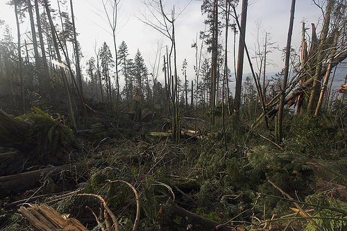 The 2006 windstorm toppled thousands of trees throughout Stanley Park's old-growth groves. Photo by Jenny Lee Silver