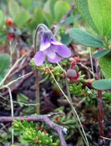Bug-blood–thirsty common butterwort
