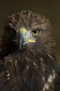 Golden eagle. Photo by Dazzie D., http://www.flickr.com/photos/dazzied/2257623502/