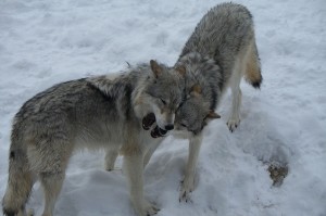 Grey wolves. Photo by Zechariah Judy, http://www.flickr.com/photos/9918311@N02/4212094900/