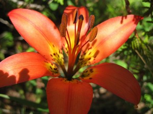 Western wood lily, by Kate Ter Haar - http://www.flickr.com/photos/katerha/4721292001/