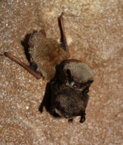 little brown bat. Photo by MDC/Shelly Colatskie, http://www.flickr.com/photos/usfwshq/7029643519/