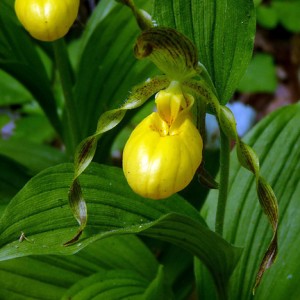 Yellow Lady's Slipper orchid, by Dendroica cerulean - http://www.flickr.com/photos/dendroica/5698506662/