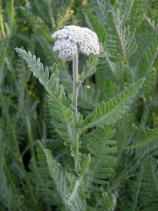 Yarrow, by orchid galore - http://www.flickr.com/photos/25609635@N03/2670694691/