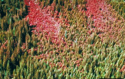 Conifer forest damaged by western spruce budworm. Photo by USDA, David McComb.