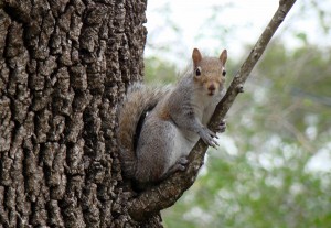 Eastern grey squirrel, photo by TexasDarkHorse, flickr