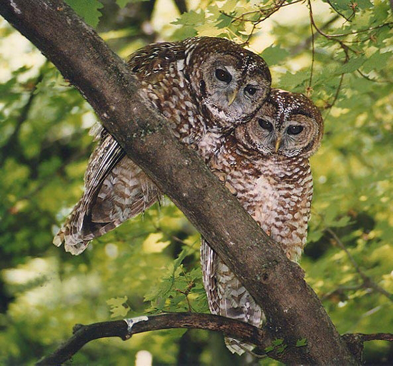 Spotted Owl, photo by USFWS Pacific