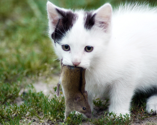 Killer kitty catches mouse. Photo by Chris (Eisenbahner)