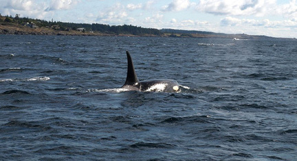 Orca off Vancouver Island. Photo by internets_dairy, Creative Commons