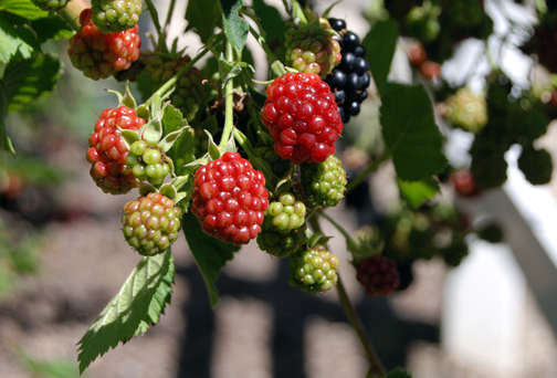 Blackberries in season. Photo © Julie (hello-julie flickr)