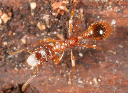 European imported fire ant. Photo by Gary Alpert, Harvard University, via bugwood.com