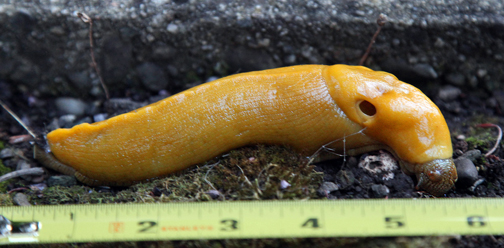 Pacific banana slug: secret origin of the slime-fountain of youth. Photo © Jitze Couperus, www.couperus.org