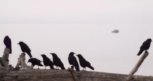 One crow for sorrow; Eight crows for heaven. Photo © Ingrid Taylar @ thewildbeat.com