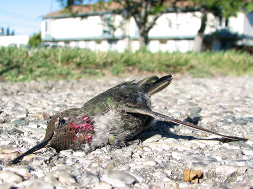Dead Annas hummingbird. Photo © Lenore M. Edman, www.evilmadscientist.com, creative commons