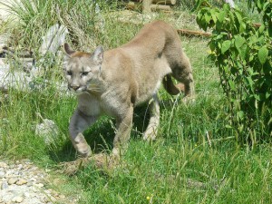 Cougar as stressor. Photo © Marie Hale, creative commons