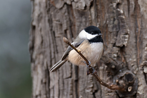 Sure, he's cute, but Vancouver's Bird of the Year? The Black-capped Chickadee. Photo © Russ, via creative commons & flickr