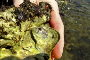 Olympia Oyster. Photo © Deep Bay Marine Field Station, Vancouver Island University, www.viu/deepbay