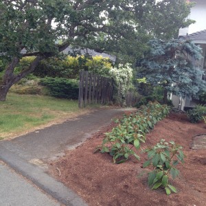 Gardenia Street pathway? or a private sidewalk to somebody's backyard?