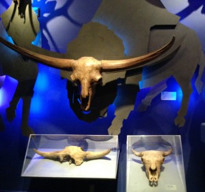 The Ice Ages Gallery: Giant Bison