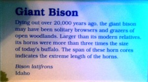 The Ice Ages Gallery: Giant Bison sign