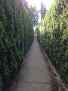 Pathway lined by tall cedar privacy hedges