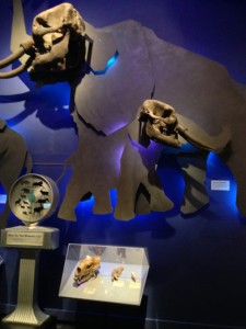 The Ice Ages Gallery: The Mastodon display