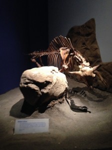 The Ice Ages Gallery: Modern Bison display