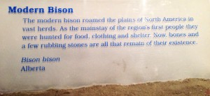 The Ice Ages Gallery: Modern Bison sign