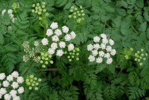 Poison Hemlock flowers. Photo © Paige Filler, via creative commons & flickr