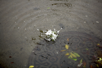 Manhole cover in the rain. Photo © Scott Schiller, via Creative Commons