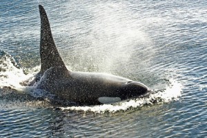 Orca breaching and blowing. Photo © digicla via Creative Commons and flickr