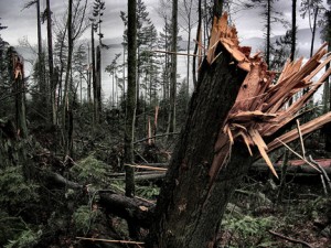 Drought can make trees more vulnerable to windstorms, as occurred in late-2006 in Stanley Park. Photo © Hobvias Sudoneighm, via flickr and Creative Commons