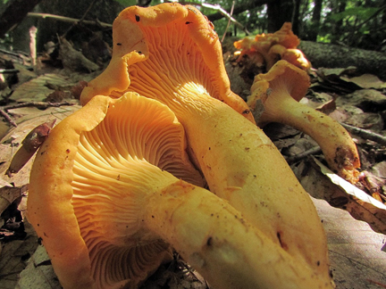 Chanterelle mushrooms are the fruiting bodies of a mycorrhizal fungus. Photo © Charle de Mille-Isles via flickr/Creative Commons